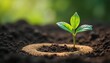 © Maryna - New business ideas sprout from rich soil, symbolizing growth and sustainability. A young plant emerges, representing innovation, development, and future success for startups and entrepreneurs.