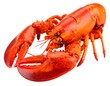 © erwin - Vibrant red lobster, full body shot