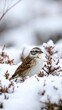 © Rokok - Bird in snowy winter foliage
