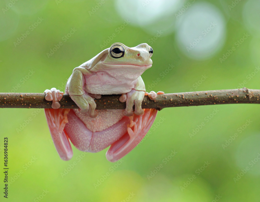 Curious Frog Hanging Upside Down on Branch, Pink Underside Visible ...