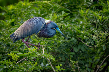Wall Mural - a tricolored heron perched on a branch