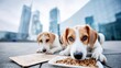 © Maciej Koba - Beagle Puppies' Mealtime: Two adorable beagle puppies enjoy their meal in an urban setting, contrasting their innocence against the modern city backdrop. Focused on their food.