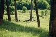 © tatevius - Goats Grazing Among Pine Trees in Summer – Vanadzor, Armenia