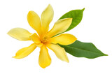 Vivid yellow gardenia flower with lush green leaves, isolated on a bright white background view