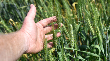 Wall Mural - farmer's hand holding spikelets, close-up. Fresh green young unripe juicy spikelets of wheat. Oats, rye, barley. harvest in spring or summer. agricultural field, agriculture, farmland, business
