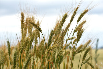 Wall Mural - spikelets of golden wheat in the field. Ripe big golden ears of wheat on a yellow background of the field. nature. The idea of a rich summer harvest, agriculture, agro-industrial complex for food.