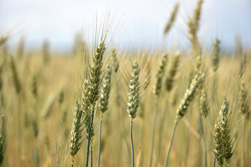 Wall Mural - spikelets of golden wheat in the field. Ripe big golden ears of wheat on a yellow background of the field. nature. The idea of a rich summer harvest, agriculture, agro-industrial complex for food.