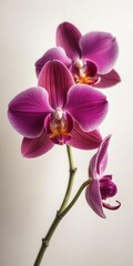 Wall Mural - Dark purple orchid blooms with delicate petals and intricate details on a neutral white background