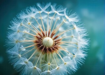 Wall Mural - Dandelion Seed Head Close-up