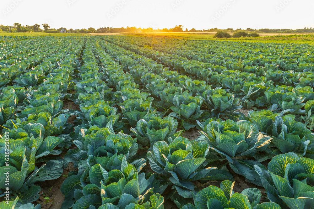 Rows of healthy cabbage plants thrive in a sprawling farm field ...
