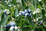 Rabbiteye blueberries are a true superfood straight from nature's bounty