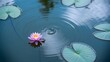 © Amena - Serene water lily blossom floating peacefully among lily pads on a tranquil pond