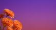 © golamk618 - Beautiful orange chrysanthemum flowers on purple background with copy space for text and design