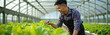 © Vadym - Asian man examining organic lettuce in hydroponic greenhouse farm. Entrepreneur harvests fresh vegetables, promoting healthy food industry growth. Modern agriculture utilizes technology for efficient