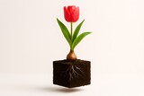 Red Tulip Flower with Bulb and Roots Isolated on White Background