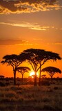 African Sunset Silhouette Trees.