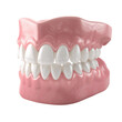 © Ramdan - Dental model illustration showcasing teeth structure for educational and medical purposes