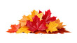 © Oatkhaphon - Colorful autumn leaves isolated on transparent background with vibrant fall colors