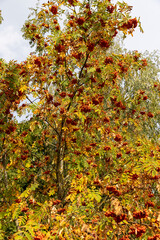 red rowan berries in the autumn , rowan berries and yellowing foliage of trees in the park