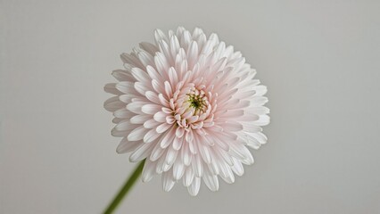 Poster - detailed close-up of tiny gypsophila blossoms.