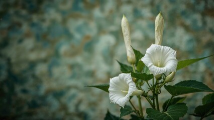 Wall Mural - Angels trumpet and Datura flowers belonging to Brugmansia