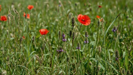 Wall Mural - Purple wildflowers mingling with red poppies in a lively spring meadow setting. Theme centered on ecology. Gorgeous nature photo wallpaper. Natural design composition. Agricultural land vista. The