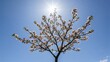 © TheWaterMeloonProjec - Vibrant red plum blossoms in a serene outdoor setting 01