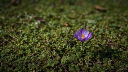 Wall Mural - Springtime signals in forest featuring purple crocus flowers