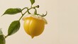 © TheWaterMeloonProjec - Juicy tropical fruit referred to as fresh cape gooseberry