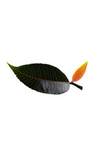 Wall Mural - Dark Green Leaf and Orange Leaf with Stem PNG