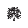 © Faysal - Black Ash Tree Silhouette Vector on White Background.