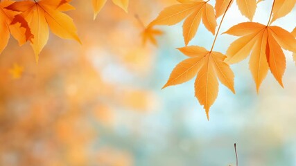 Wall Mural - Orange maple leaves hanging against blurred pastel background with warm yellow and soft blue tones. Delicate autumn scene with soft focus and gentle color gradient.