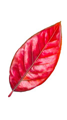 Wall Mural - Vibrant Red Autumn Leaf Isolated on White