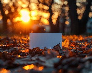 Wall Mural - autumn sunlight illuminates a peaceful card in the leaves