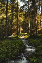 Wall Mural - serene forest stream under sunlight
