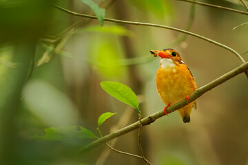 Wall Mural - sulawesi dwarf kingfisher ceyx fallax ruddy bird in alcedinidae endemic to sulawesi, also celebes fo