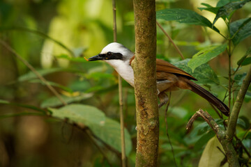 Wall Mural - white-crested laughingthrush garrulax leucolophus in leiothrichidae, highly social and vocal bird fo