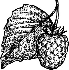 Canvas Print - raspberry with leaf ink sketch.