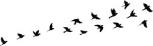 Group Of Birds Drawing Free Stock Photo Public Domain Pictures