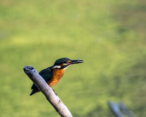 Wall Mural - close-up of a common kingfisher (alcedo atthis) perched on a branch with prey in its beak