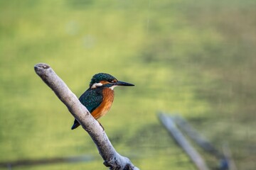Wall Mural - vibrant kingfisher (alcedo atthis) perched on a branch against a softly blurred green background.