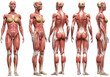 © Ayesha - Female muscular system anatomy front back and side isolated on transparent background
