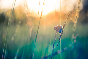 Gorgeous spring summer nature closeup butterfly on stunning grass meadow, colorful bright peaceful natural lush foliage, vibrant seasonal inspirational landscape wildlife macro photography wallpaper