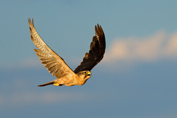 Wall Mural - a lanner falcon (falco biarmicus) in flight against a blue sky, south africa