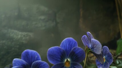 Wall Mural - blue pansies growing in soft sunlight in a misty forest