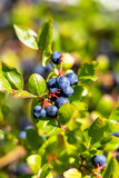 Closeup of Ripe Blueberries on a Green Bush