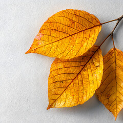 Wall Mural - high-resolution macro photography showcasing vibrant yellow leaves with intricate textures against a