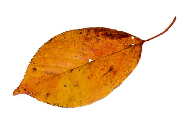 Wall Mural - Yellow red autumn leaf with spots isolated transparent png