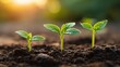 © Generative AI - Seedlings Growing in Soil: A Symbol of Growth, Development, and New Beginnings in Agriculture