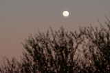 Pleine lune au crépuscule